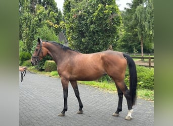 Westphalian, Mare, 3 years, 16 hh, Brown