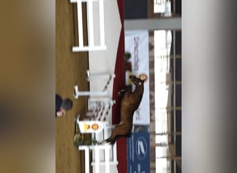 Westphalian, Mare, 3 years, 16 hh, Brown