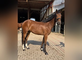 Westphalian, Mare, 3 years, 16 hh, Brown