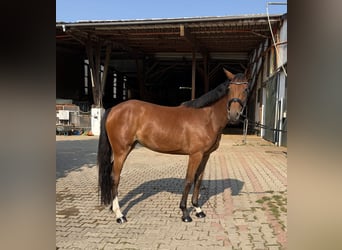 Westphalian, Mare, 3 years, 16 hh, Brown