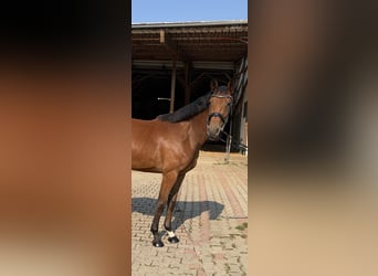 Westphalian, Mare, 3 years, 16 hh, Brown