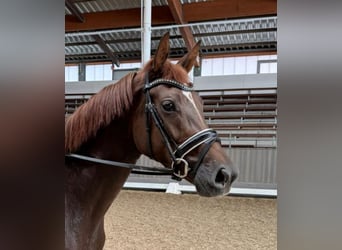 Westphalian, Mare, 3 years, 16 hh, Chestnut