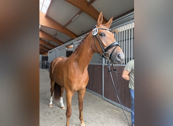 Westphalian, Mare, 3 years, 16 hh, Chestnut-Red