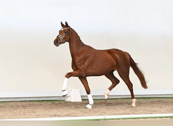Westphalian, Mare, 3 years, 16 hh, Chestnut-Red