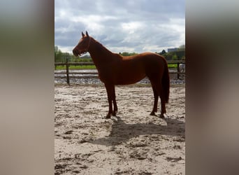 Westphalian, Mare, 3 years, 16 hh, Chestnut-Red