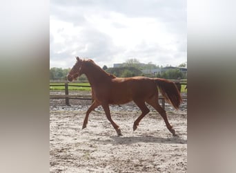 Westphalian, Mare, 3 years, 16 hh, Chestnut-Red