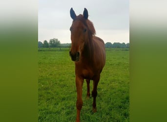 Westphalian, Mare, 3 years, 16 hh, Chestnut-Red