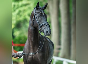 Westphalian, Mare, 3 years, 16,1 hh, Black
