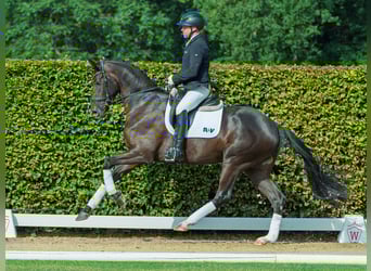 Westphalian, Mare, 3 years, 16,1 hh, Black