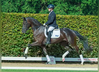 Westphalian, Mare, 3 years, 16,1 hh, Black