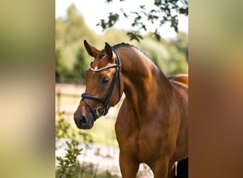 Westphalian, Mare, 3 years, 16,1 hh, Brown
