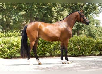 Westphalian, Mare, 3 years, 16,1 hh, Brown