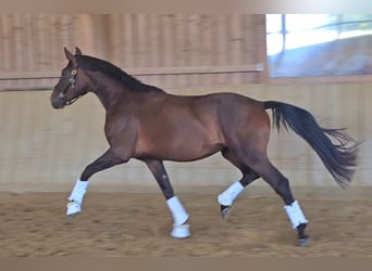 Westphalian, Mare, 3 years, 16,1 hh, Brown