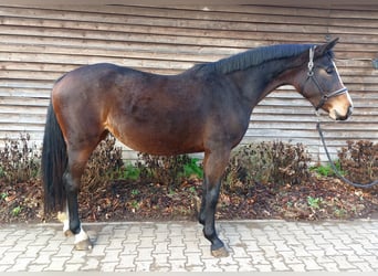 Westphalian, Mare, 3 years, 16,1 hh, Brown