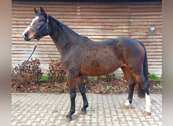 Westphalian, Mare, 3 years, 16,1 hh, Brown