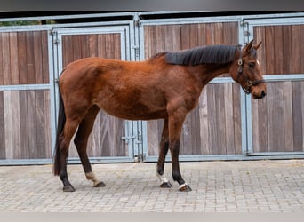Westphalian, Mare, 3 years, 16,1 hh, Brown