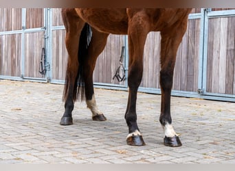 Westphalian, Mare, 3 years, 16,1 hh, Brown