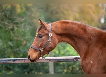 Westphalian, Mare, 3 years, 16,1 hh, Brown