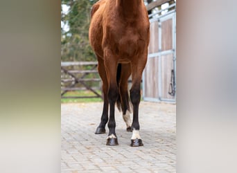 Westphalian, Mare, 3 years, 16,1 hh, Brown
