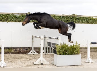 Westphalian, Mare, 3 years, 16,1 hh, Brown