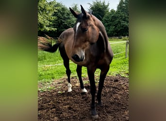 Westphalian, Mare, 3 years, 16,1 hh, Brown