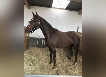 Westphalian, Mare, 3 years, 16,1 hh, Chestnut