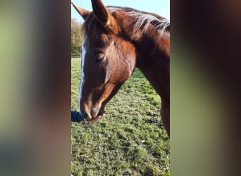 Westphalian, Mare, 3 years, 16,1 hh, Chestnut