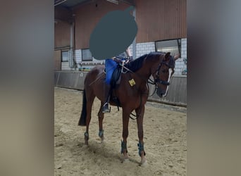 Westphalian, Mare, 3 years, 16,1 hh, Chestnut