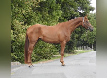 Westphalian, Mare, 3 years, 16,1 hh, Chestnut-Red