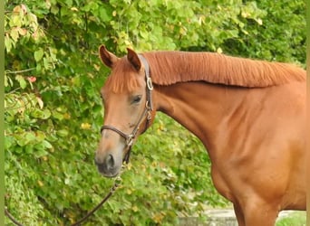 Westphalian, Mare, 3 years, 16,1 hh, Chestnut-Red