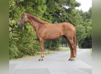 Westphalian, Mare, 3 years, 16,1 hh, Chestnut-Red