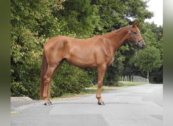Westphalian, Mare, 3 years, 16,1 hh, Chestnut-Red