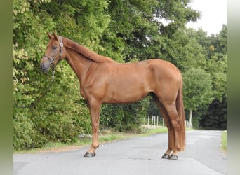 Westphalian, Mare, 3 years, 16,1 hh, Chestnut-Red