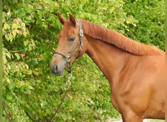 Westphalian, Mare, 3 years, 16,1 hh, Chestnut-Red