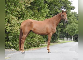 Westphalian, Mare, 3 years, 16,1 hh, Chestnut-Red