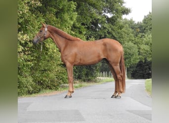 Westphalian, Mare, 3 years, 16,1 hh, Chestnut-Red