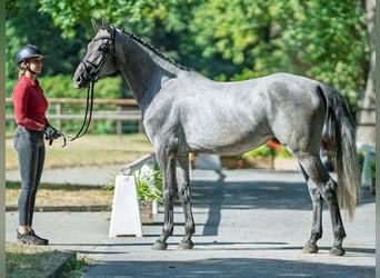 Westphalian, Mare, 3 years, 16,1 hh, Grey