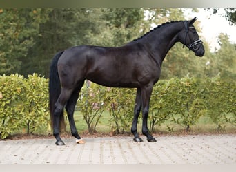 Westphalian, Mare, 3 years, 16,1 hh, Smoky-Black