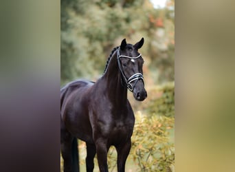 Westphalian, Mare, 3 years, 16,1 hh, Smoky-Black
