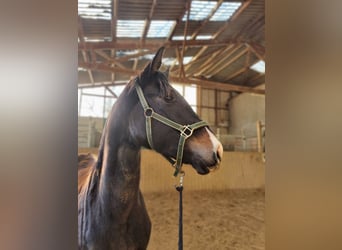 Westphalian, Mare, 3 years, 16,1 hh, Smoky-Black