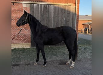 Westphalian, Mare, 3 years, 16,1 hh, Smoky-Black