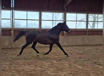Westphalian, Mare, 3 years, 16,2 hh, Bay-Dark