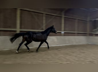 Westphalian, Mare, 3 years, 16,2 hh, Bay-Dark