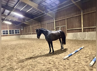 Westphalian, Mare, 3 years, 16,2 hh, Bay-Dark