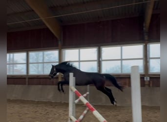 Westphalian, Mare, 3 years, 16,2 hh, Bay-Dark