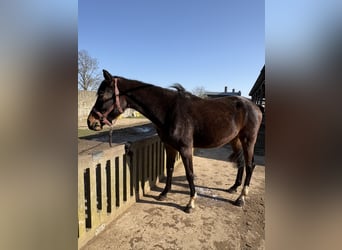 Westphalian, Mare, 3 years, 16,2 hh, Bay-Dark