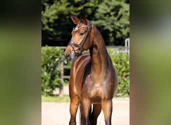 Westphalian, Mare, 3 years, 16,2 hh, Brown