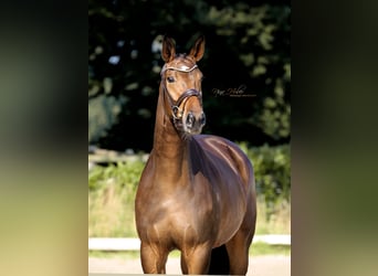 Westphalian, Mare, 3 years, 16,2 hh, Brown