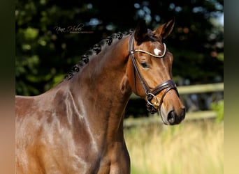Westphalian, Mare, 3 years, 16,2 hh, Brown
