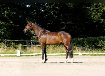 Westphalian, Mare, 3 years, 16,2 hh, Brown